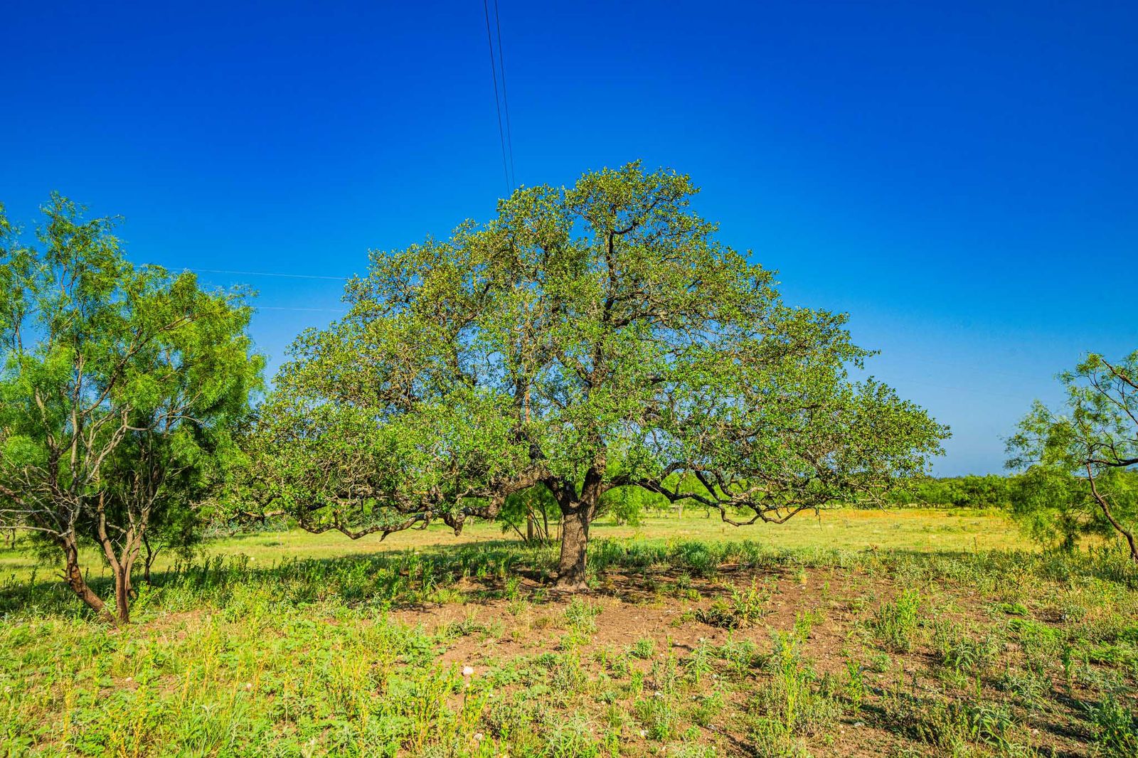 Menard County Twin Oaks Ranch S of Menard Texas Ranches For Sale